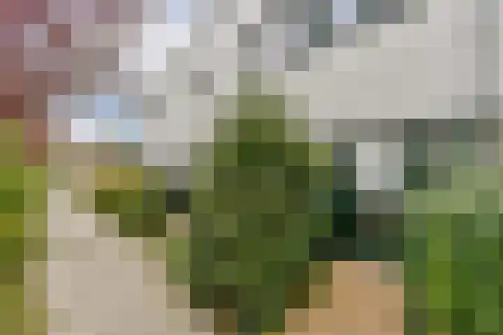 Rhijnestein 63 Landsmeer thumbnail 34