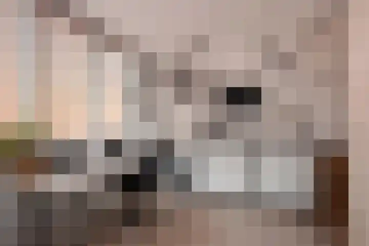 Ribbelzegge 3 Den Haag thumbnail 17