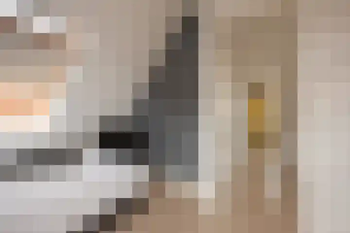 Ribbelzegge 3 Den Haag thumbnail 27