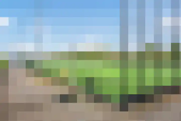 Ribbelzegge 3 Den Haag thumbnail 46
