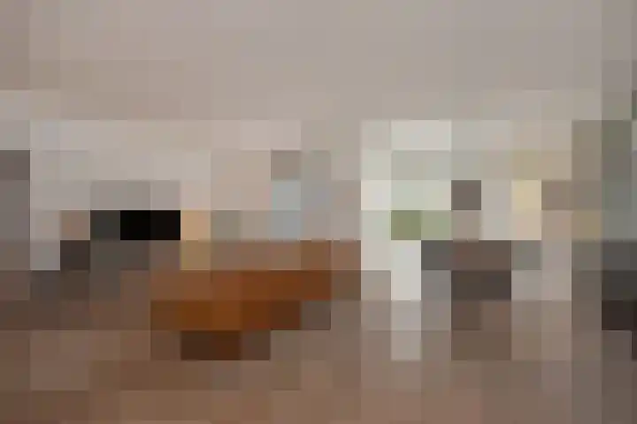 Ribbelzegge 3 Den Haag thumbnail 7