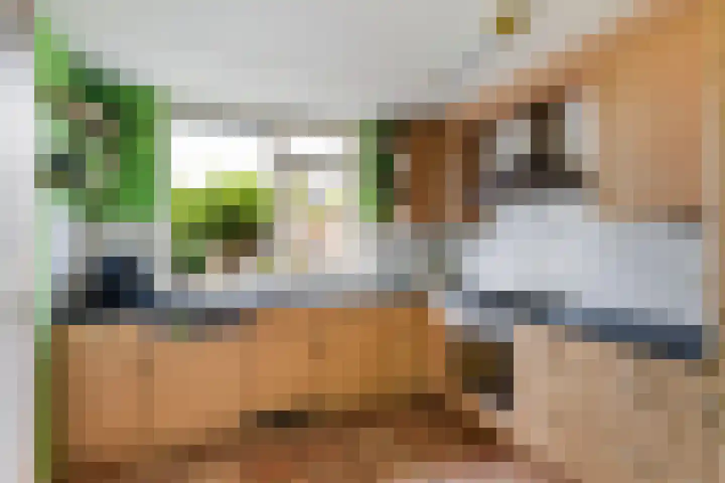 Ribes 1 Aldwâld thumbnail 17