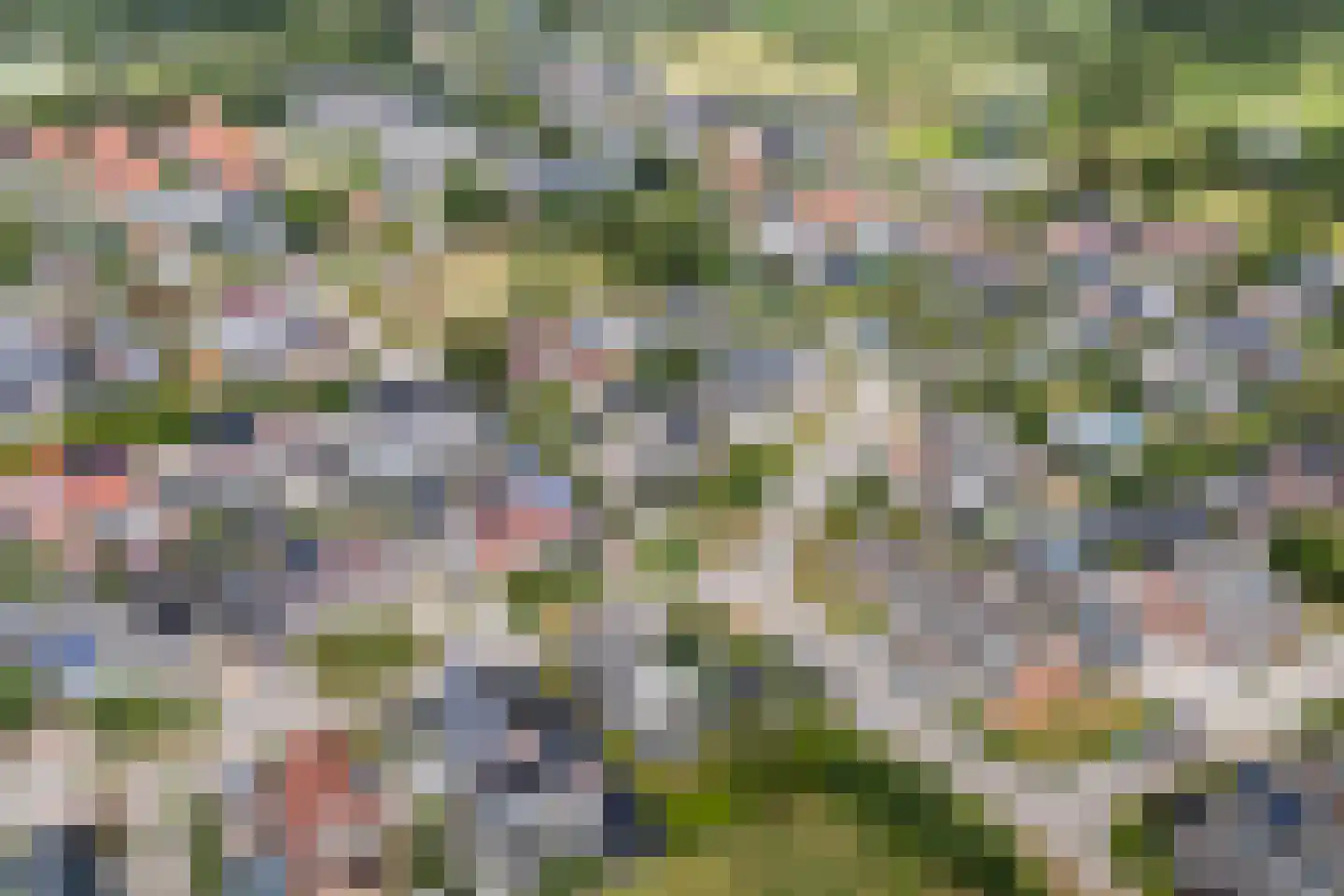 Ribes 1 Aldwâld thumbnail 42