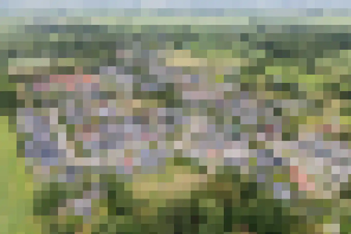 Ribes 1 Aldwâld thumbnail 43