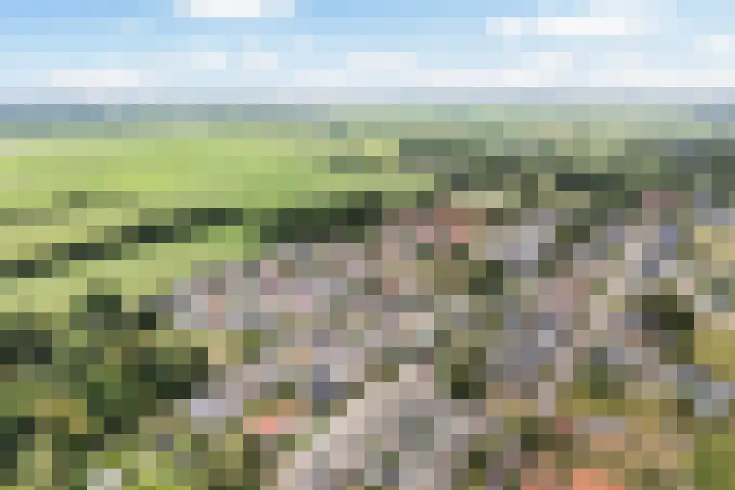 Ribes 1 Aldwâld thumbnail 44