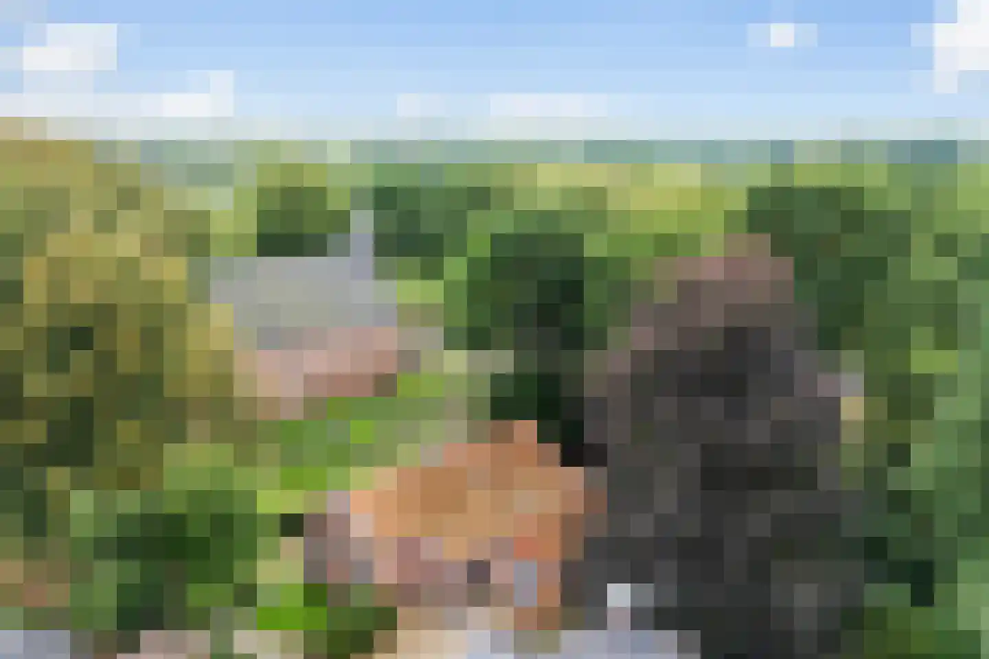 Ribes 1 Aldwâld thumbnail 45