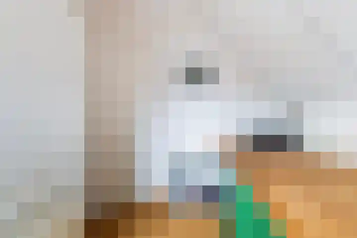 Ribes 9 Aldwâld thumbnail 28