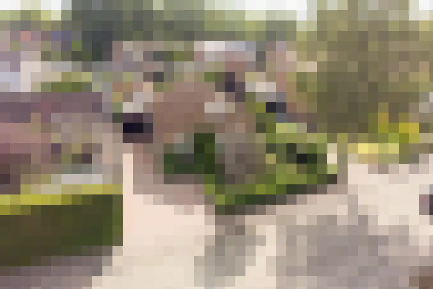 Ribesweg 24 Nunspeet thumbnail 5