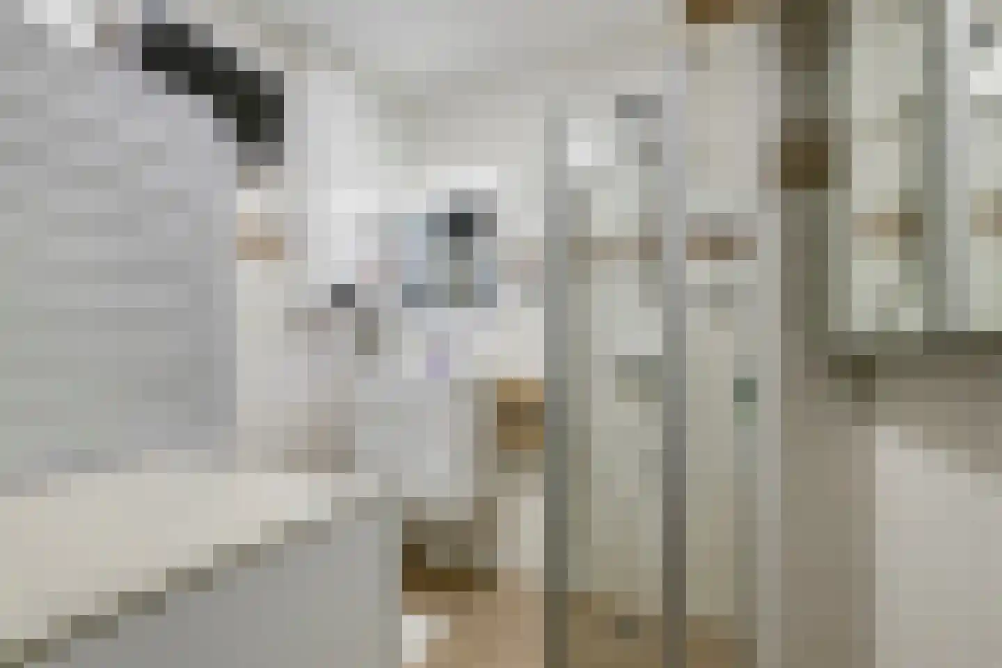 Richtersweg 260 Doorwerth thumbnail 20