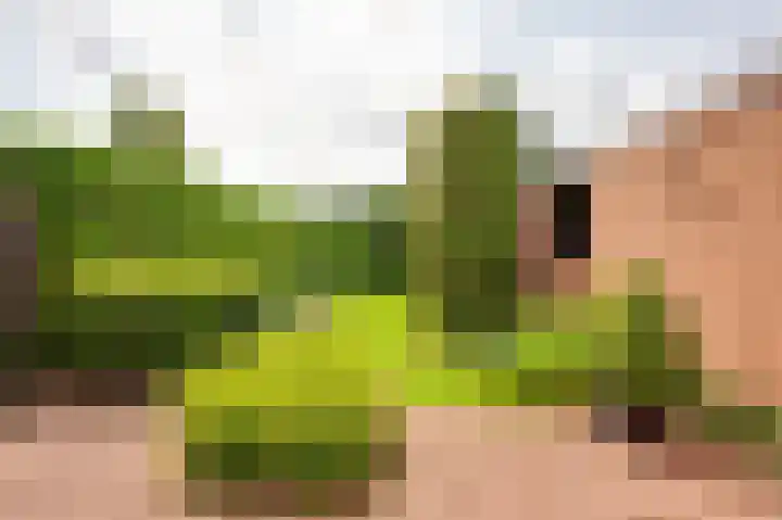 Ridder van de Merwedestraat 6 Meeuwen thumbnail 22