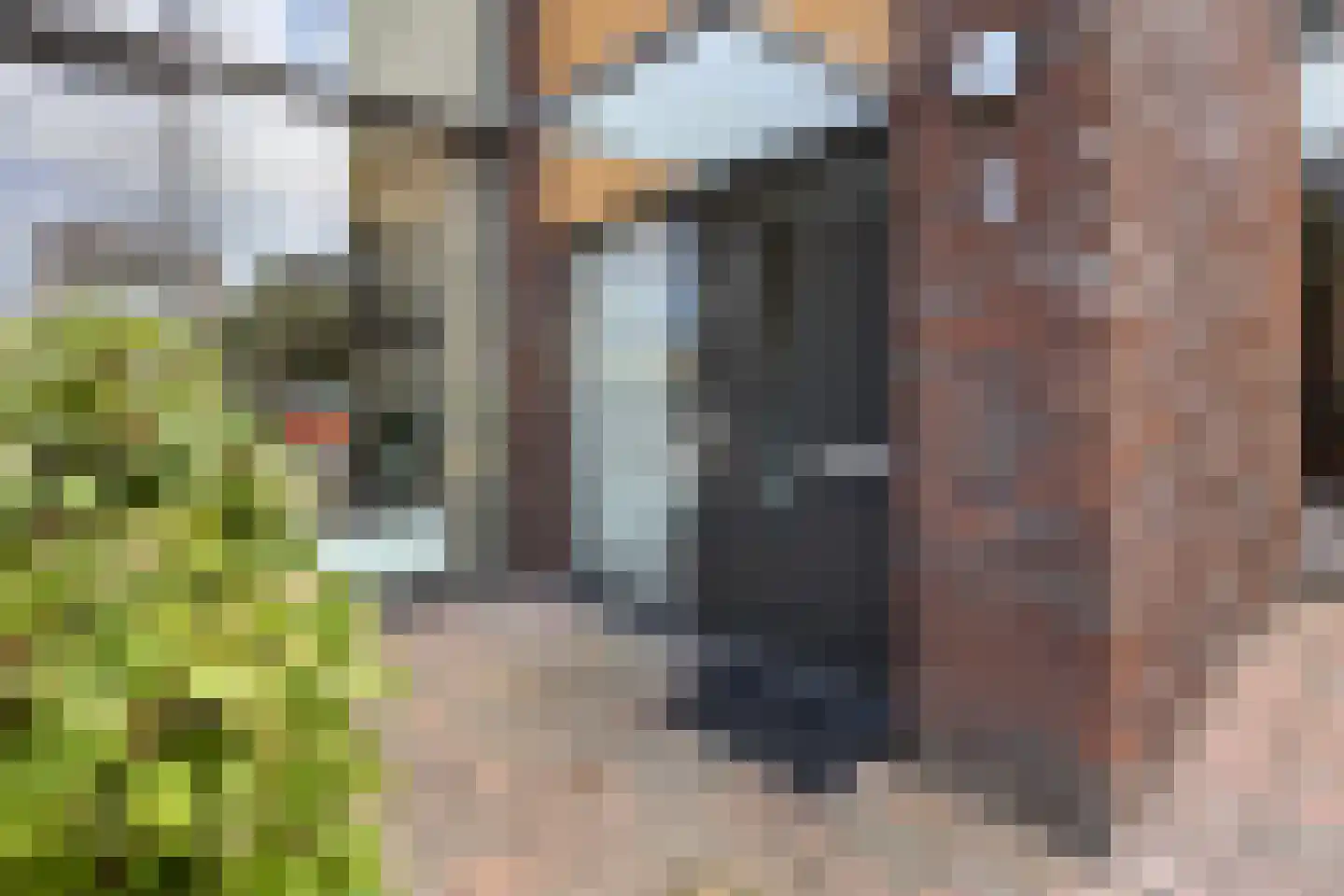 Ridderspoor 1 Zevenbergen thumbnail 79