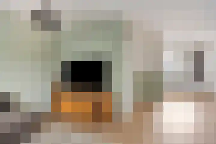 Ridderspoor 10 Zwaag thumbnail 7