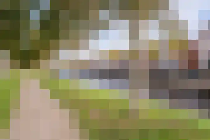 Ridderspoor 11 Cuijk thumbnail 28