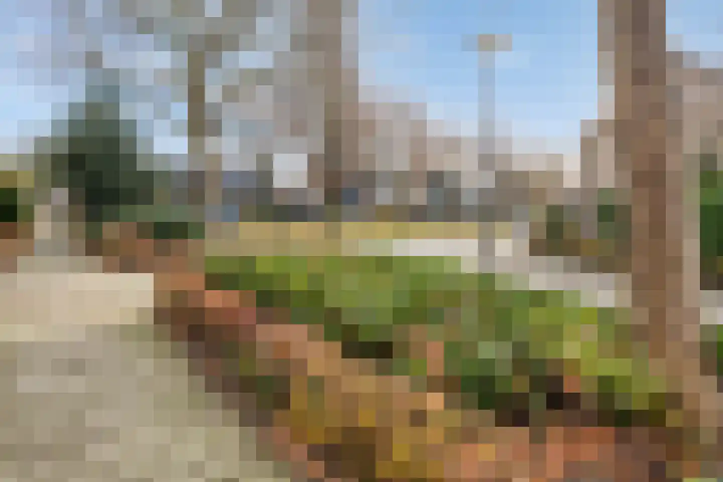 Ridderspoor 13 Borne thumbnail 39