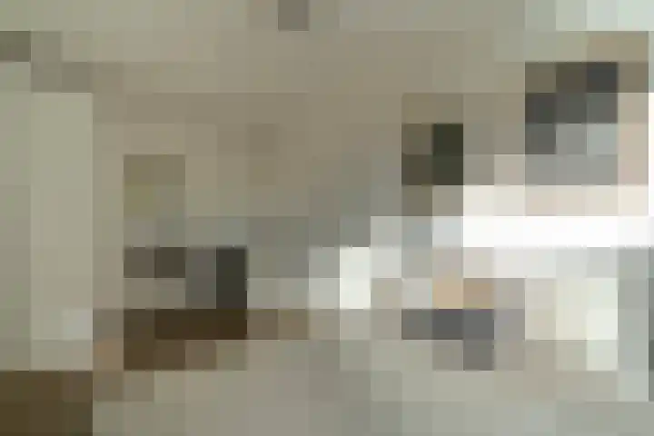 Ridderspoor 3 Venray thumbnail 53