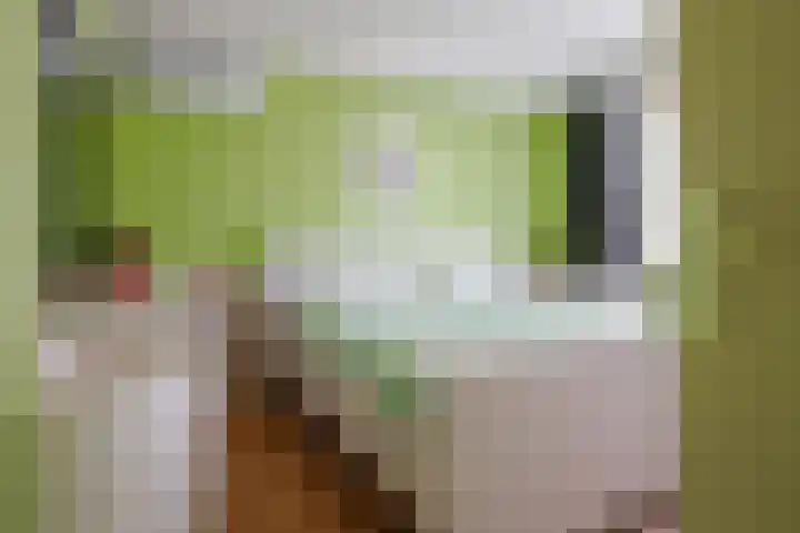 Ridderspoor 32 Borne thumbnail 19