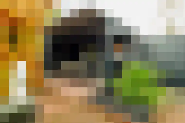 Ridderspoor 32 Borne thumbnail 35