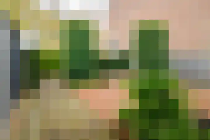 Ridderspoor 32 Borne thumbnail 36