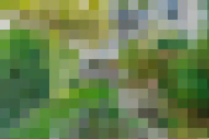 Ridderspoor 32 Borne thumbnail 44