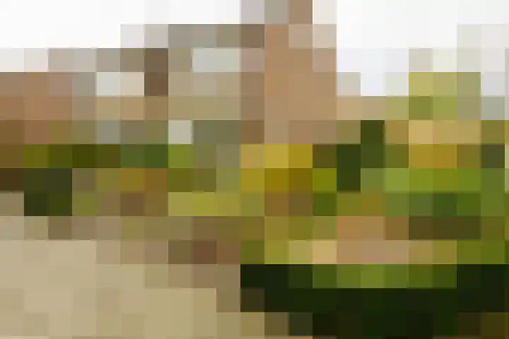 Ridderspoor 32 Borne thumbnail 48