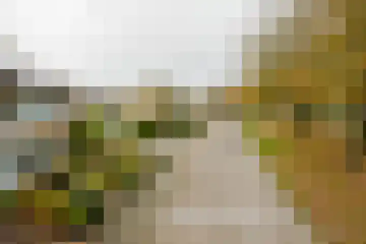 Ridderspoor 32 Borne thumbnail 51