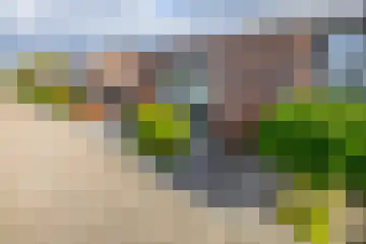 Ridderspoor 5 Zevenbergen thumbnail 6