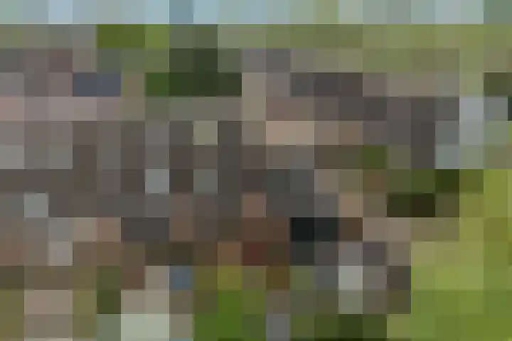 Ridderspoor 58 Zwaag thumbnail 10