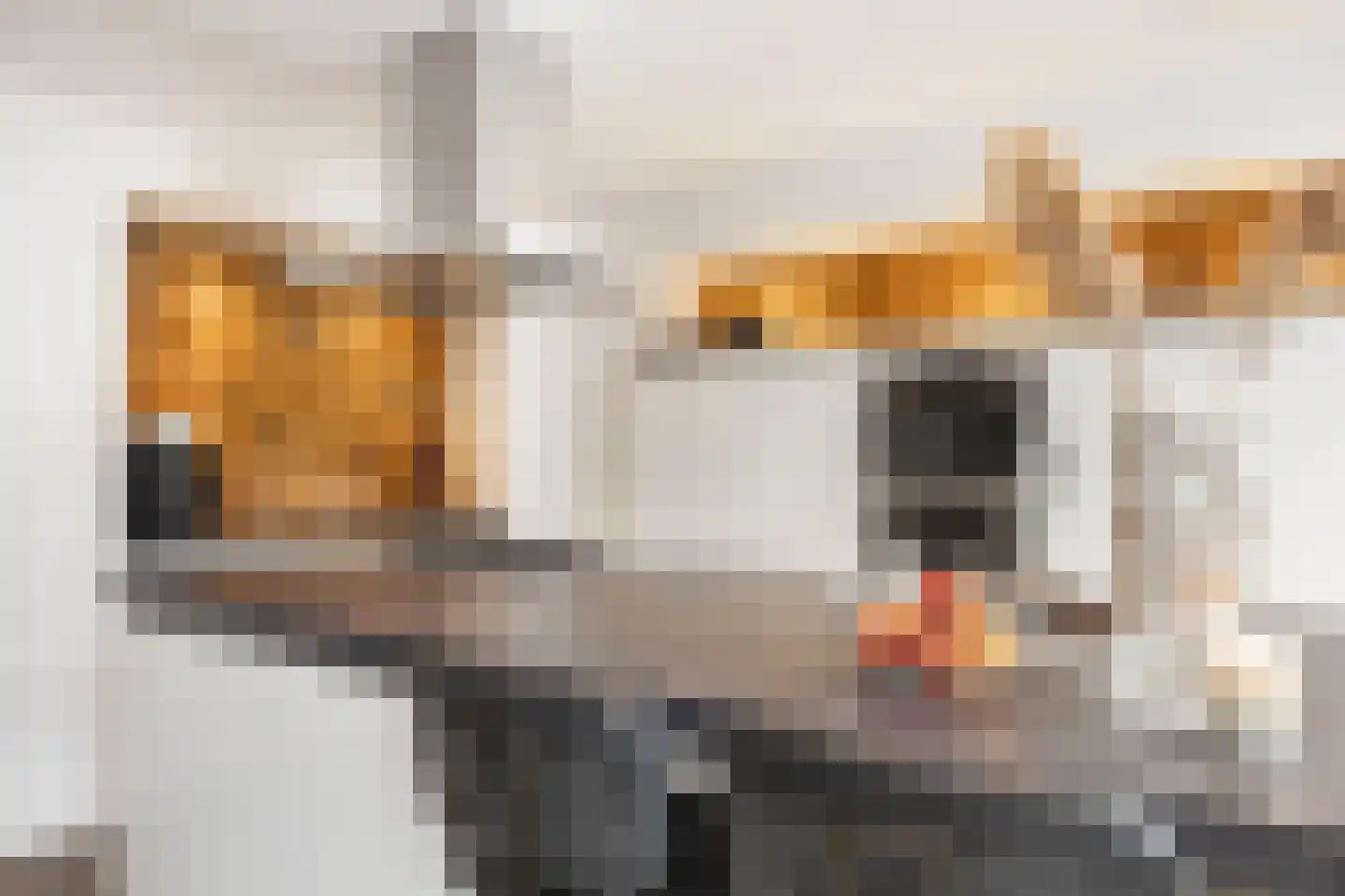 Ridderspoor 9 Borne thumbnail 17