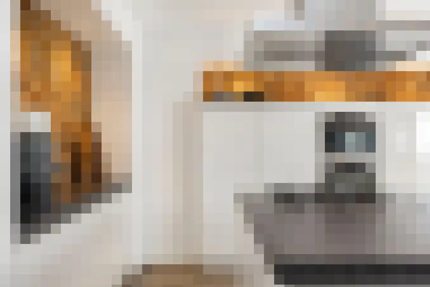 Ridderspoor 9 Borne thumbnail 18