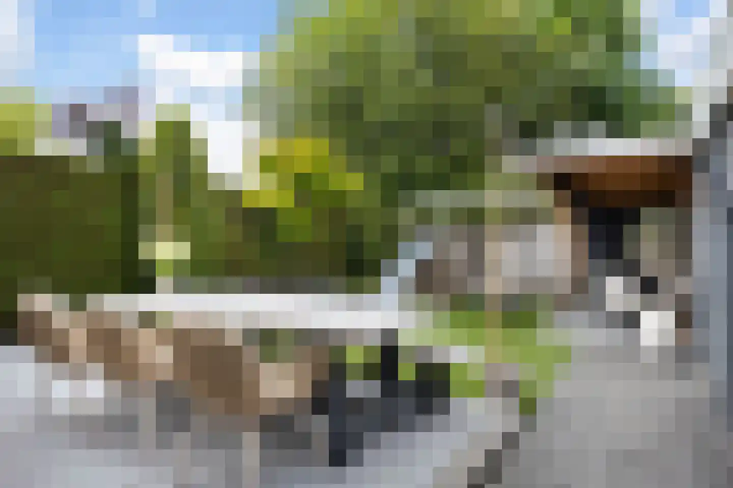 Ridderspoor 9 Borne thumbnail 4