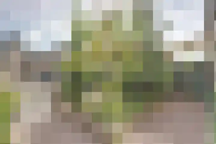 Ridderspoorhof 10 Papendrecht thumbnail 4