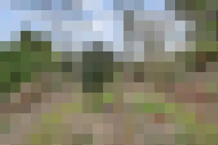 Ridderspoorlaan 9 Swifterbant thumbnail 29