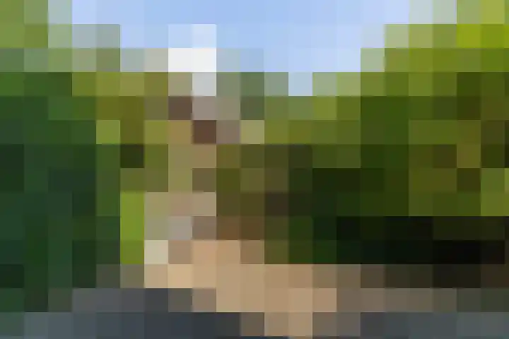 Riebroekseweg 35 Ermelo thumbnail 44