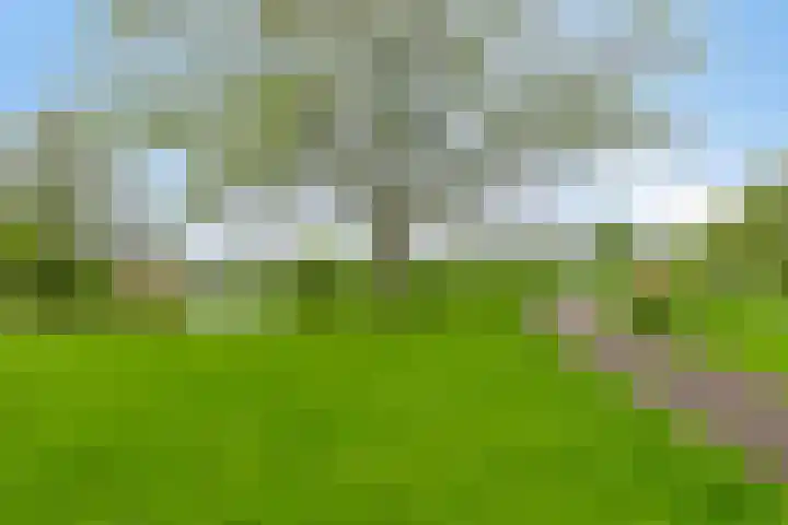 Ried 19 Leeuwarden thumbnail 29