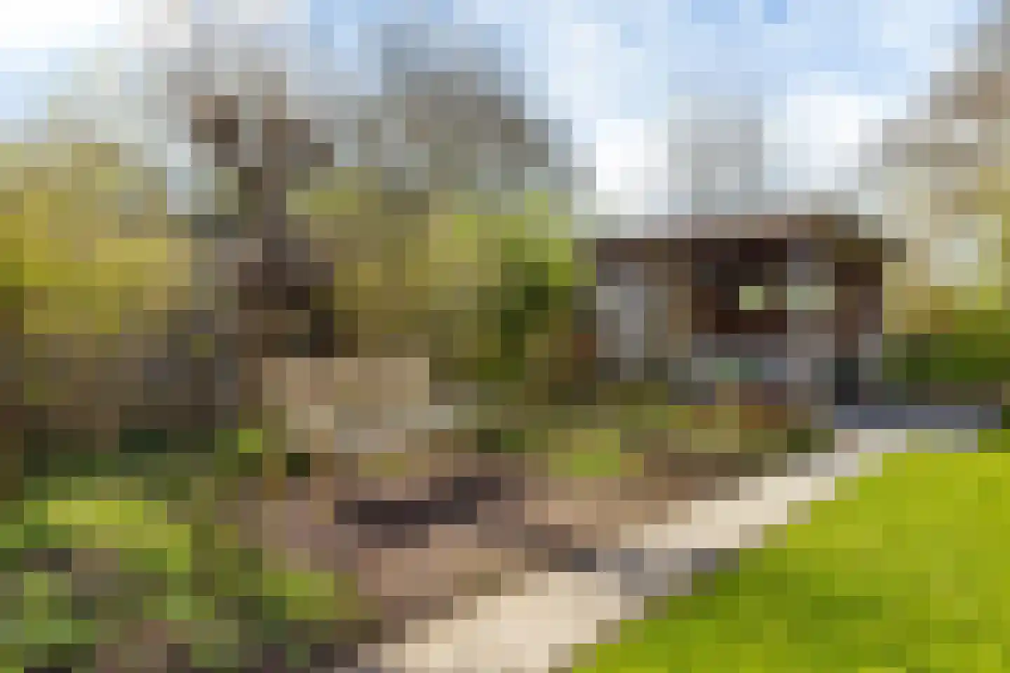 Ried 24 Leeuwarden thumbnail 36