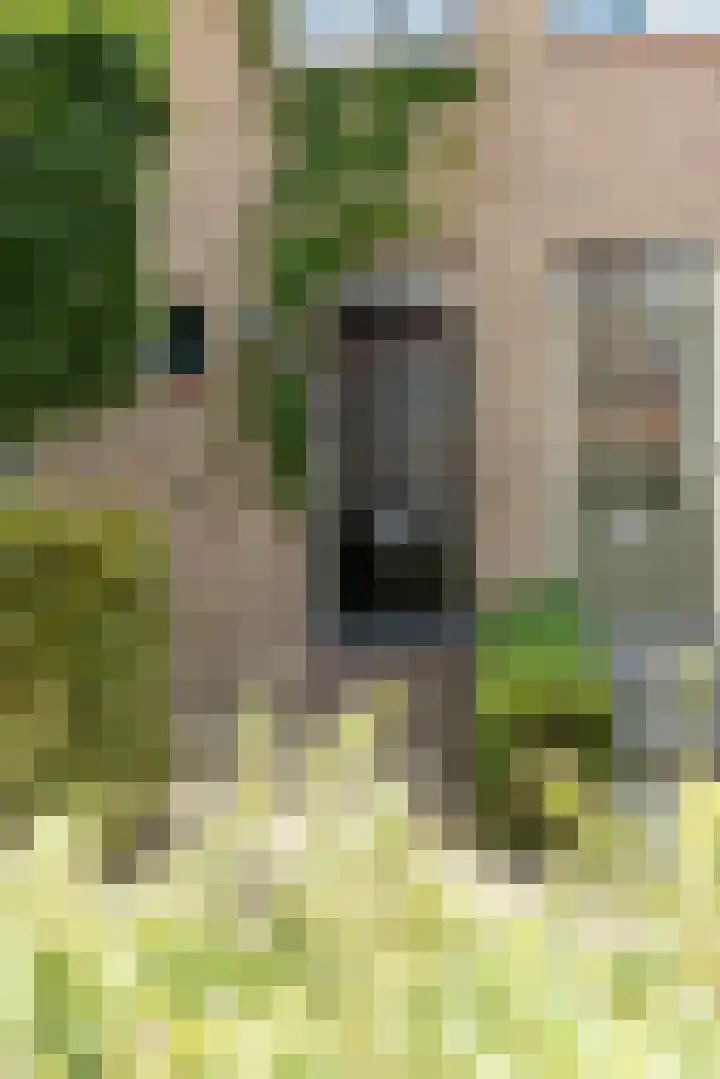 Riederare 3 Barendrecht thumbnail 5
