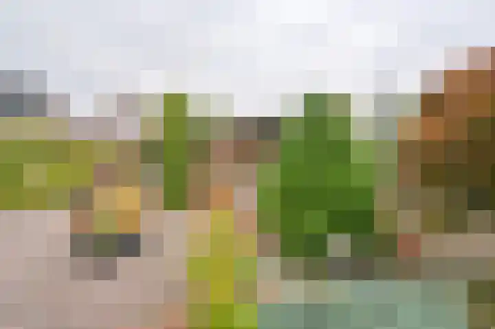 Riegheidestraat 55 Hollandscheveld thumbnail 64