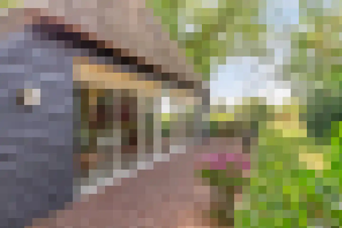 Riegshoogtendijk 176 Hollandscheveld thumbnail 45