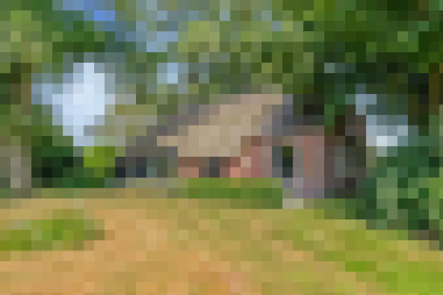 Riegshoogtendijk 176 Hollandscheveld thumbnail 48