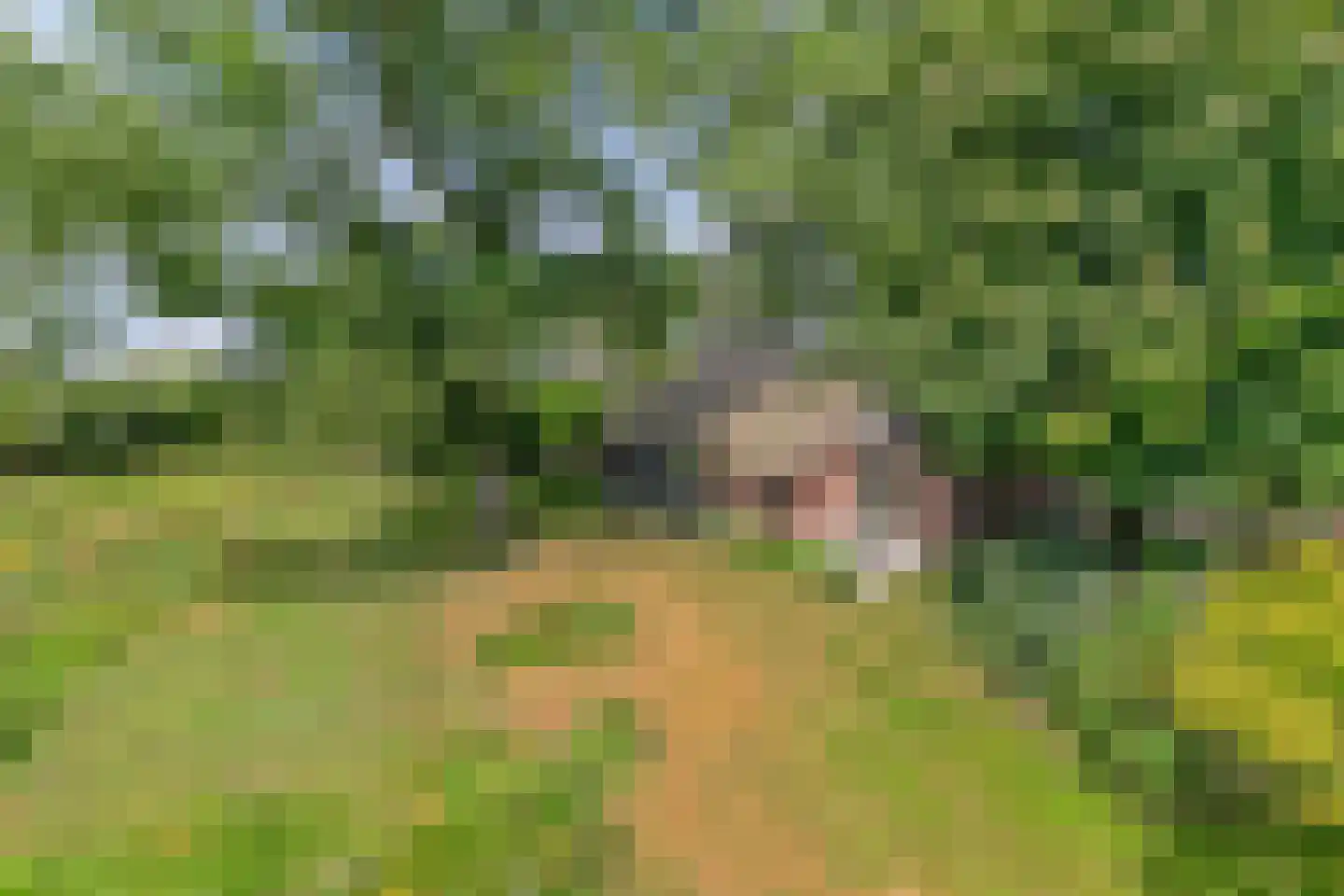 Riegshoogtendijk 176 Hollandscheveld thumbnail 49