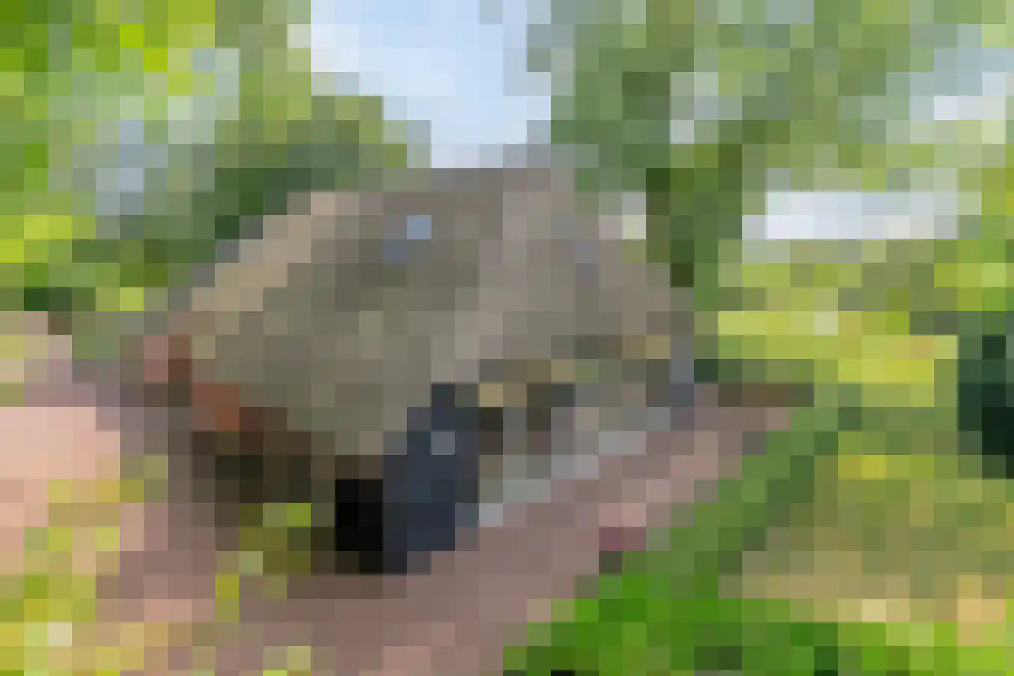 Riegshoogtendijk 176 Hollandscheveld thumbnail 5