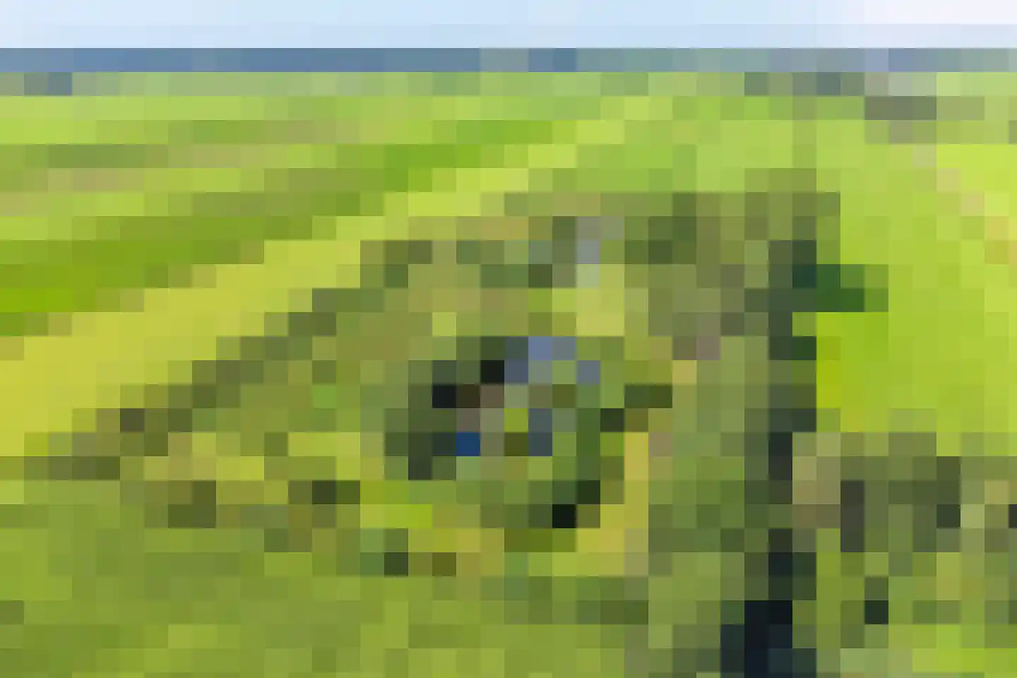 Riegshoogtendijk 176 Hollandscheveld thumbnail 73