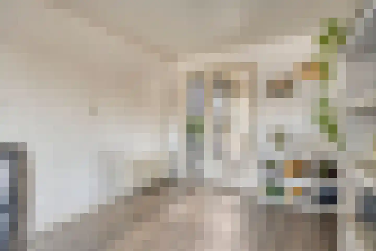 Riegshoogtendijk 82 Hollandscheveld thumbnail 6