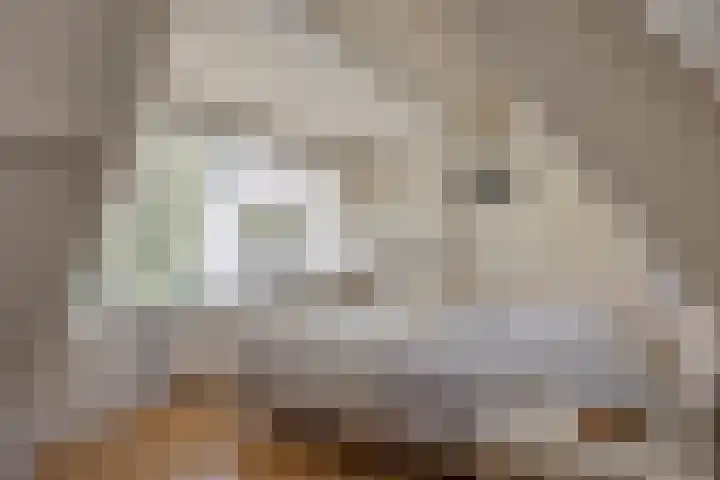 Rielsedijk 28 Geldrop thumbnail 33