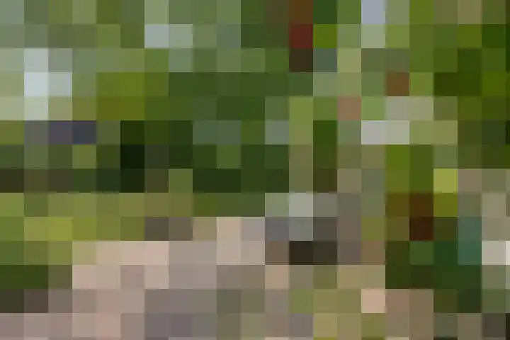 Rielsedijk 28 Geldrop thumbnail 41