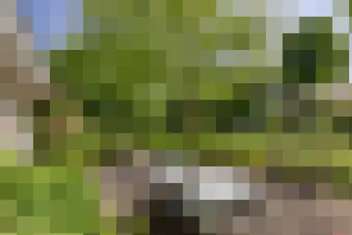 Rielsedijk 28 Geldrop thumbnail 42