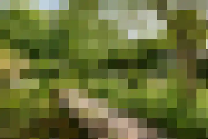 Rielsedijk 28 Geldrop thumbnail 43