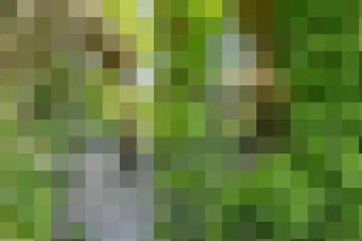 Rielsedijk 28 Geldrop thumbnail 46