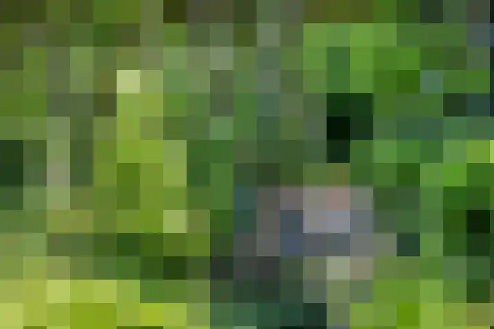 Rielsedijk 28 Geldrop thumbnail 57