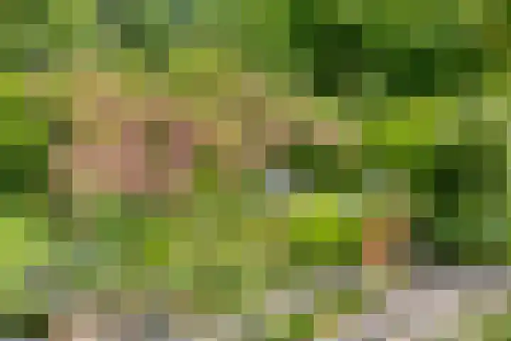 Rielsedijk 28 Geldrop thumbnail 60